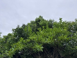 260604うぐいす