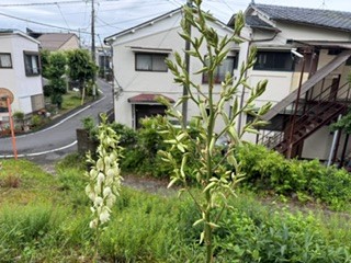 260604ユッカ１