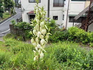 260604ユッカ２