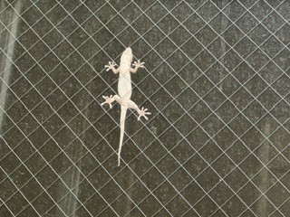 260616やもり