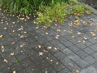 260929ぎんなん