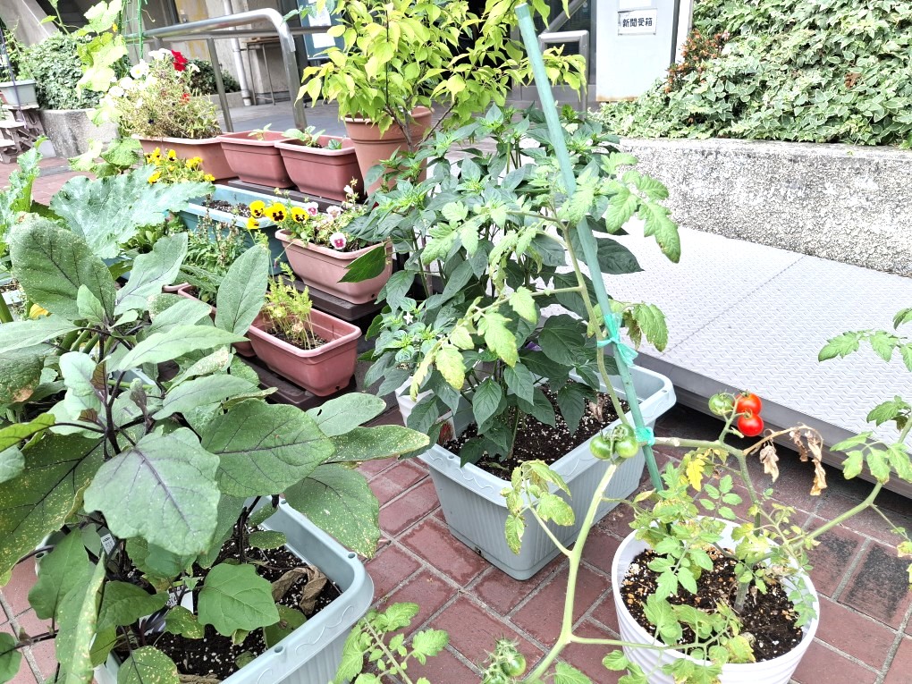 玄関の野菜