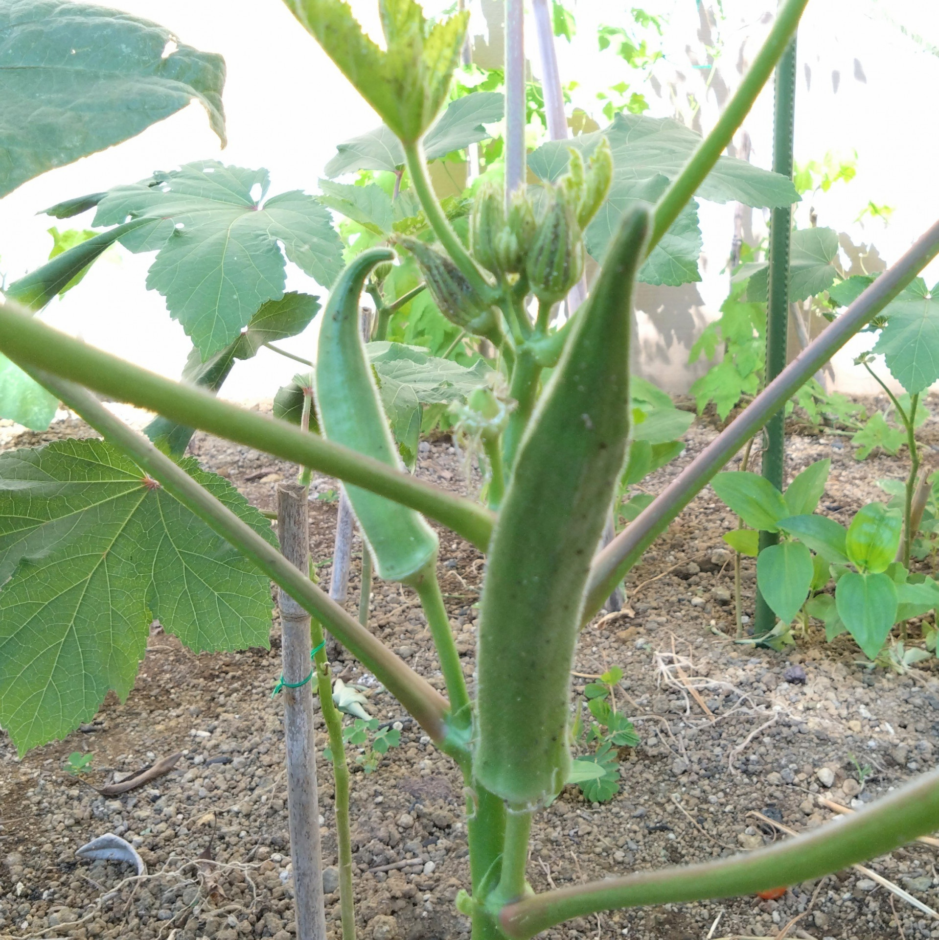 野菜１