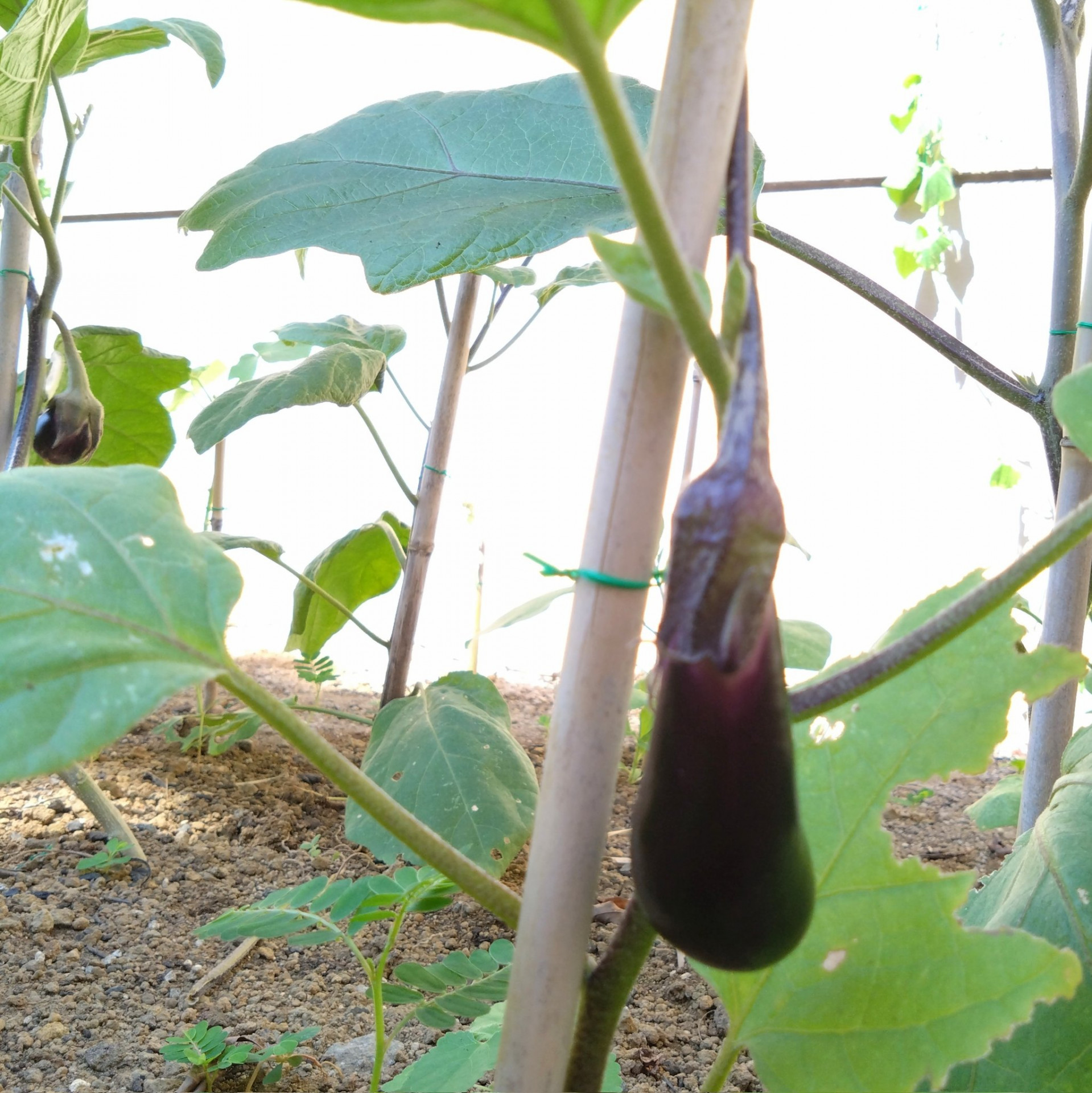 野菜２