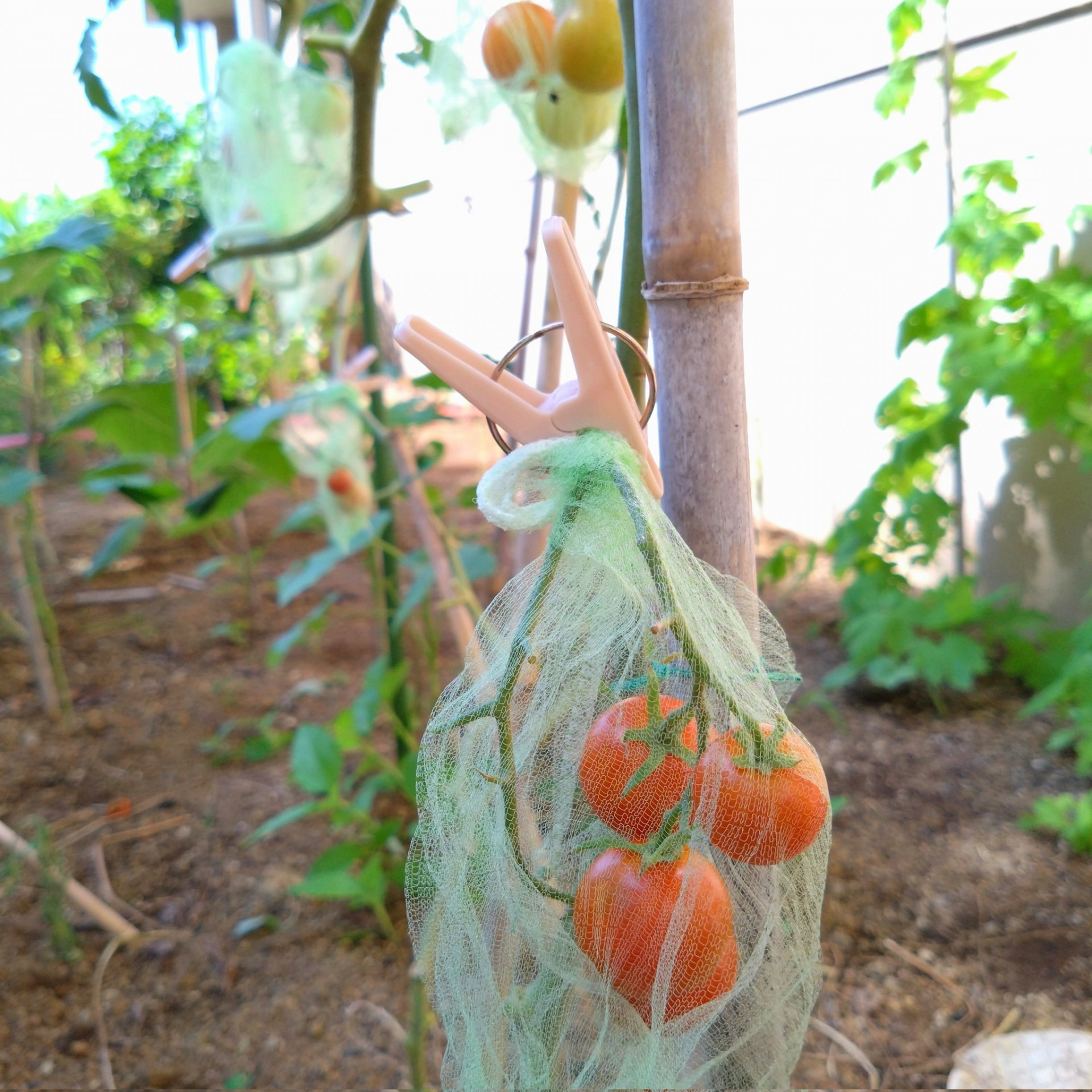 野菜３-