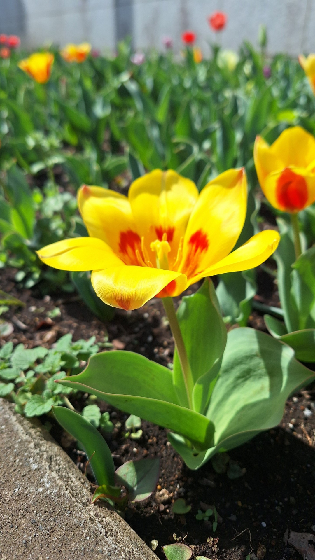 ちゅーりっぷ２