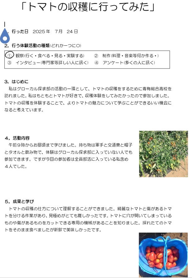 トマトの収穫