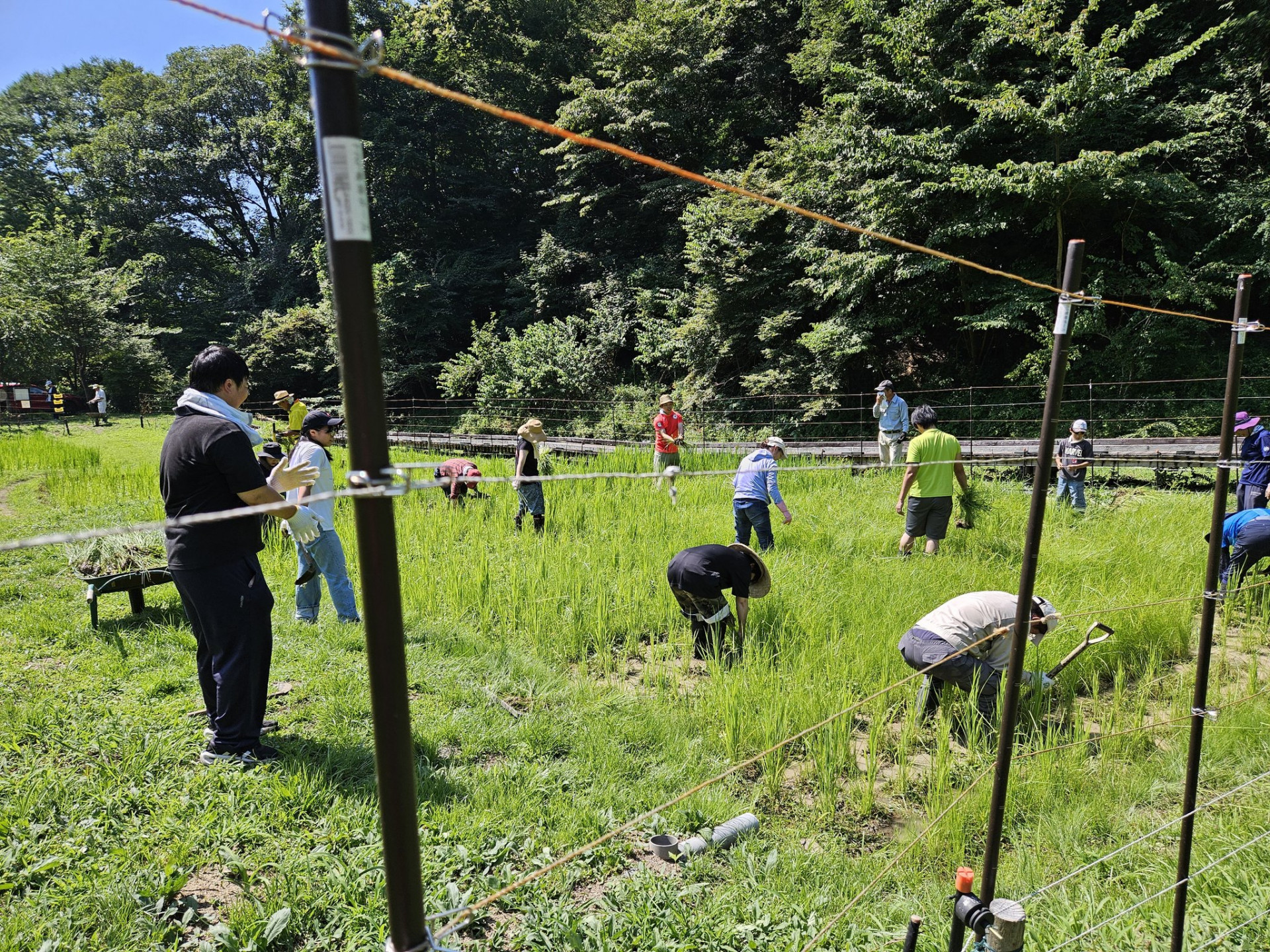 草取り1