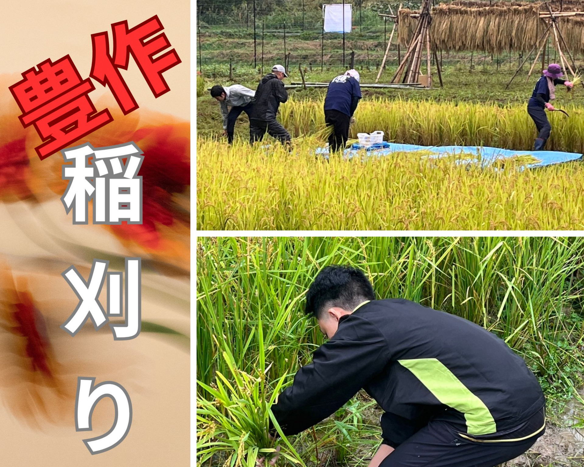 稲刈り