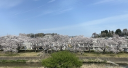 南浅川の桜