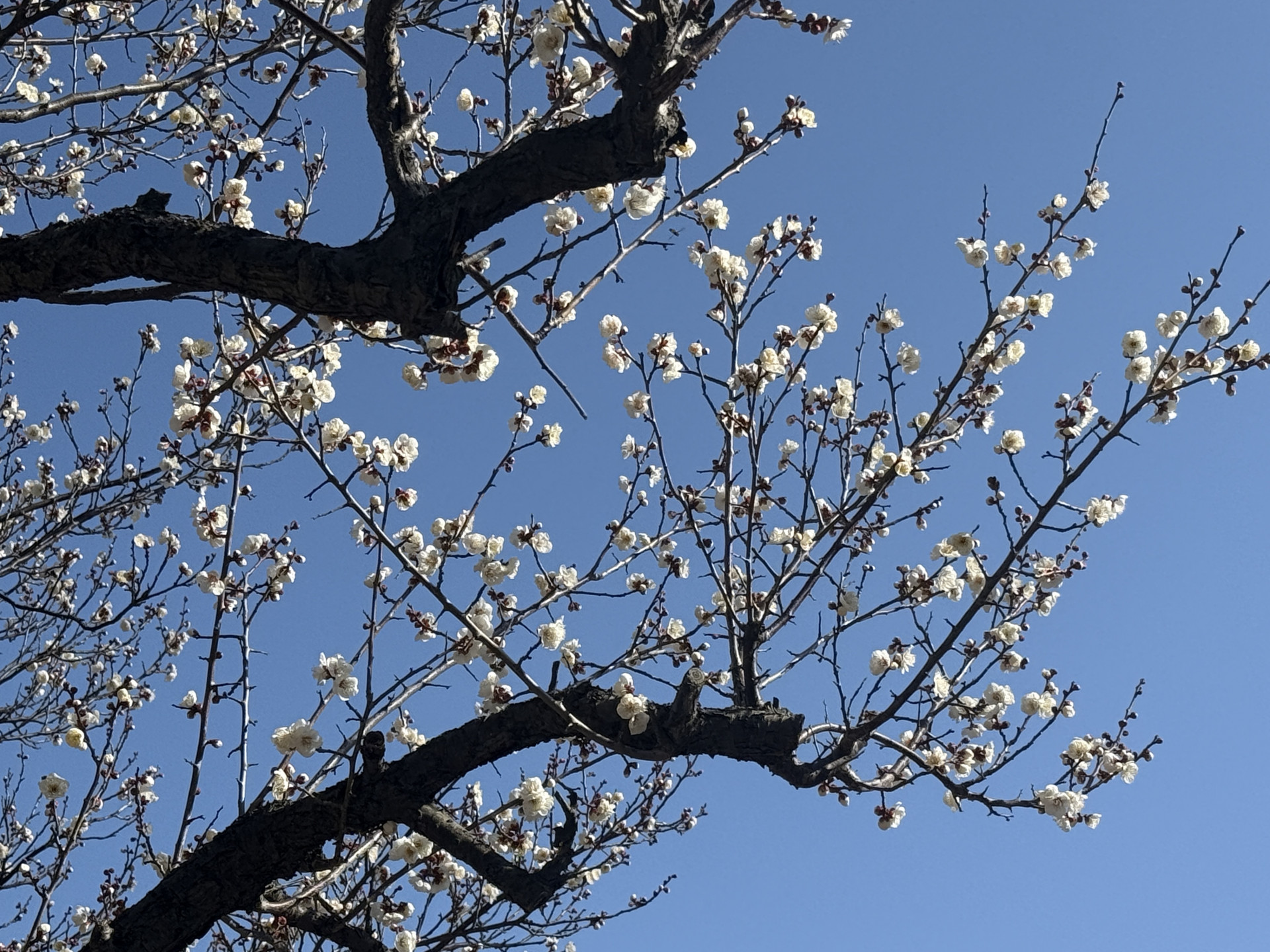 260127 校門上の梅２