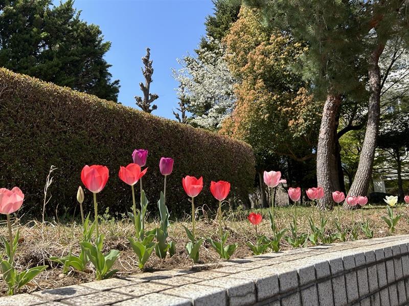 250409 花壇のチューリップ