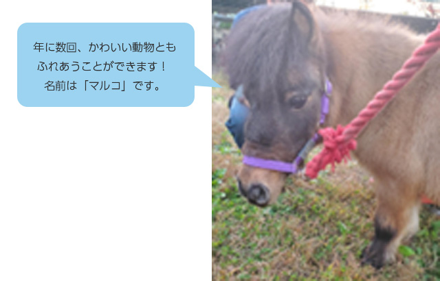 マルコの画像