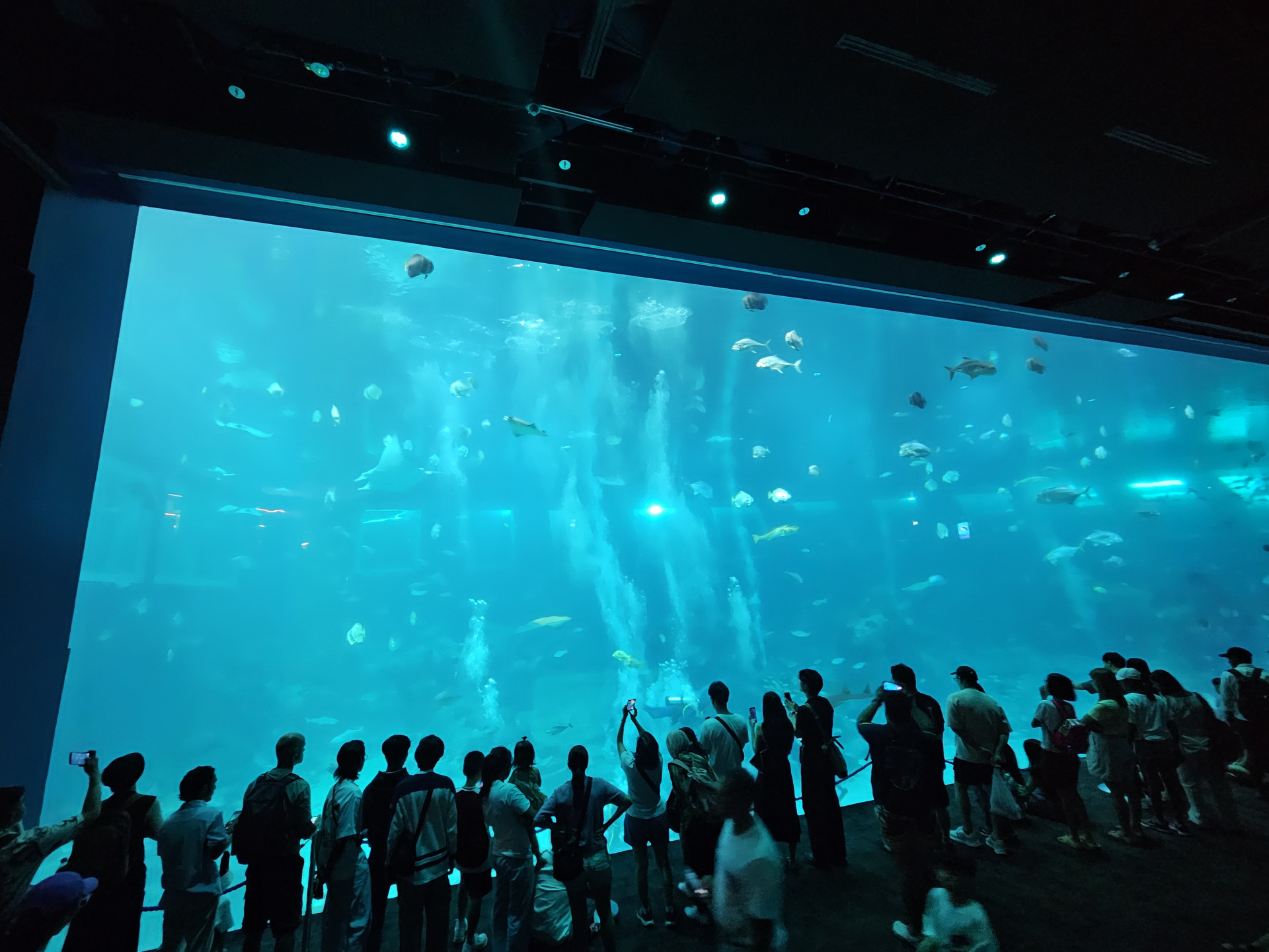 250823シンガポール（RWS水族館）