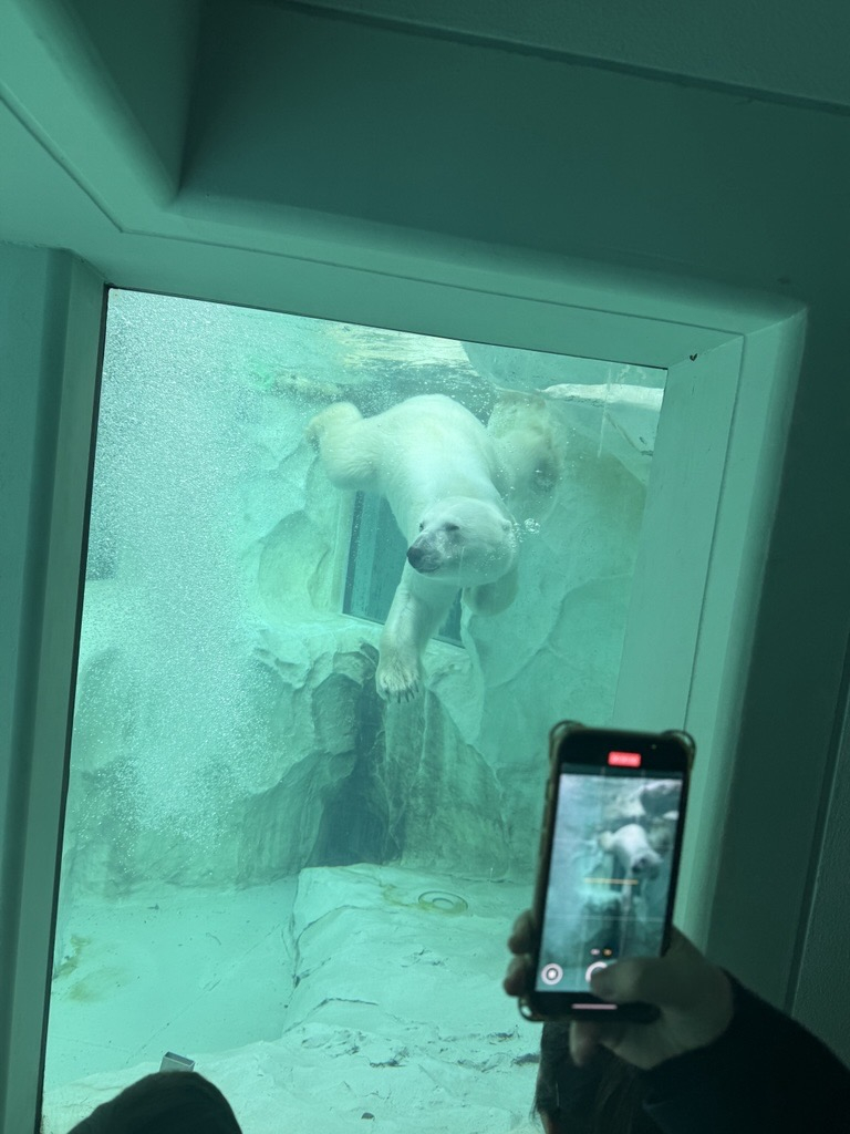 2ホッキョクグマ水中