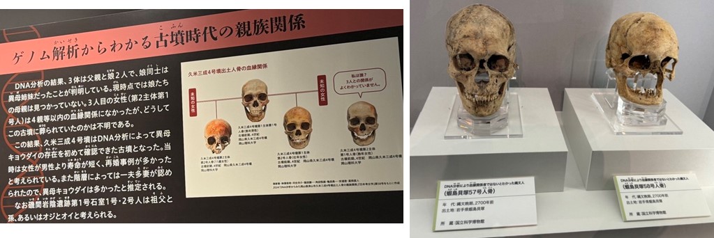 国立科学博物館ツアー②