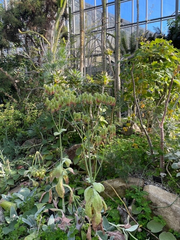 筑波実験植物園