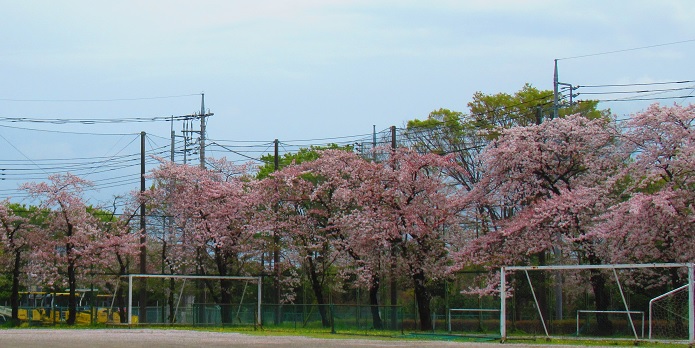 sakura