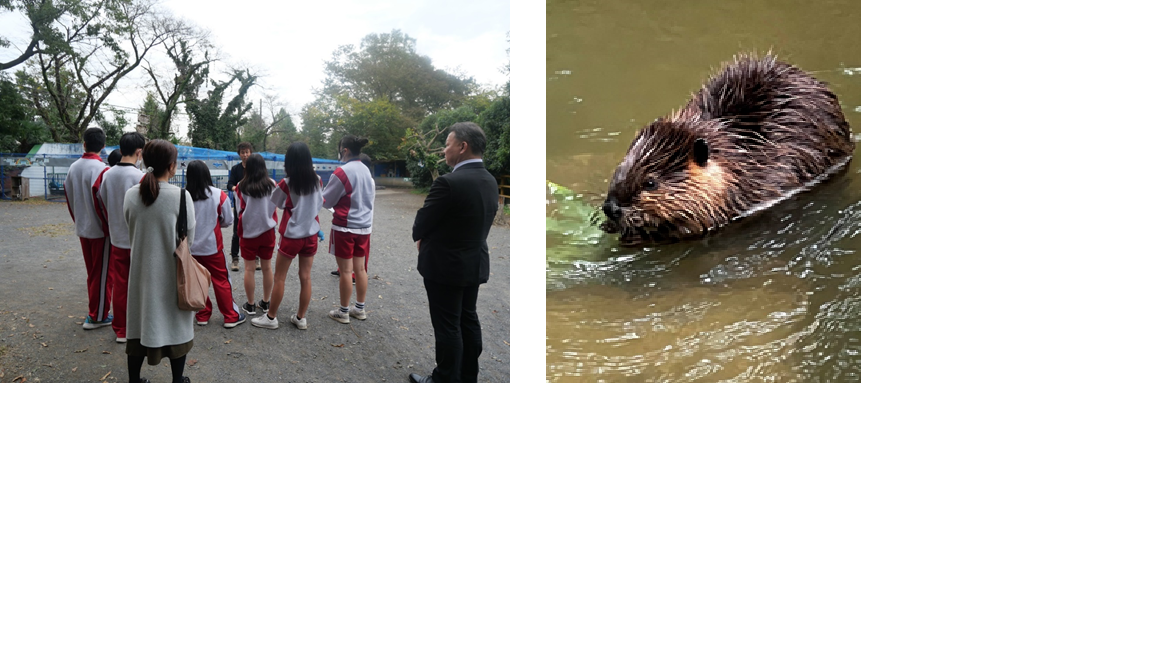 ヒノトントンZOO
