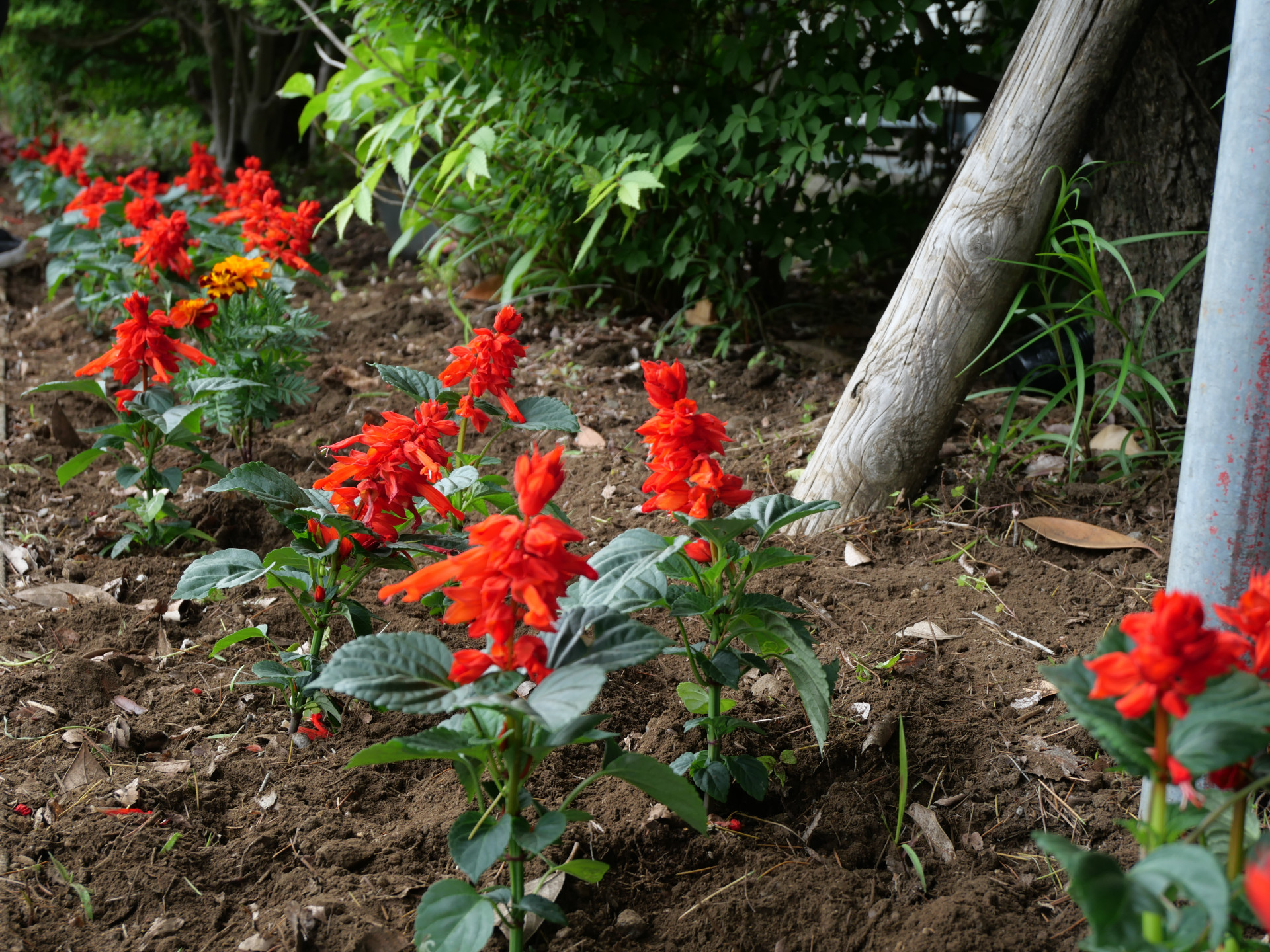 花６.JPG
