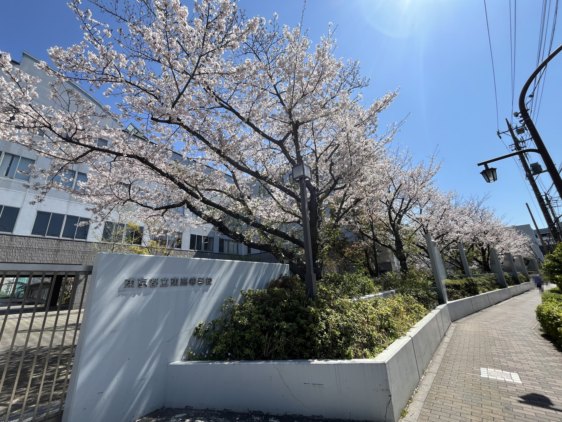 正門前の桜