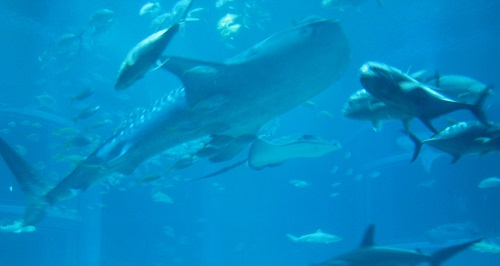 tra06.JPG