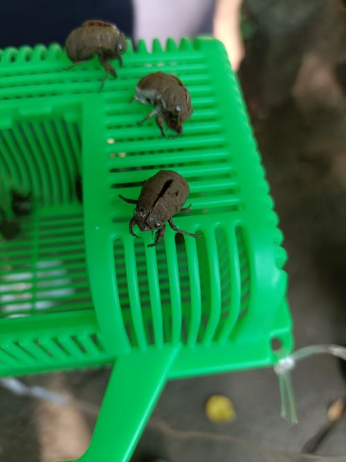 昆虫採集４