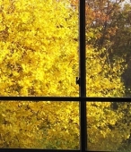 窓の外-秋