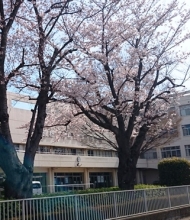 桜