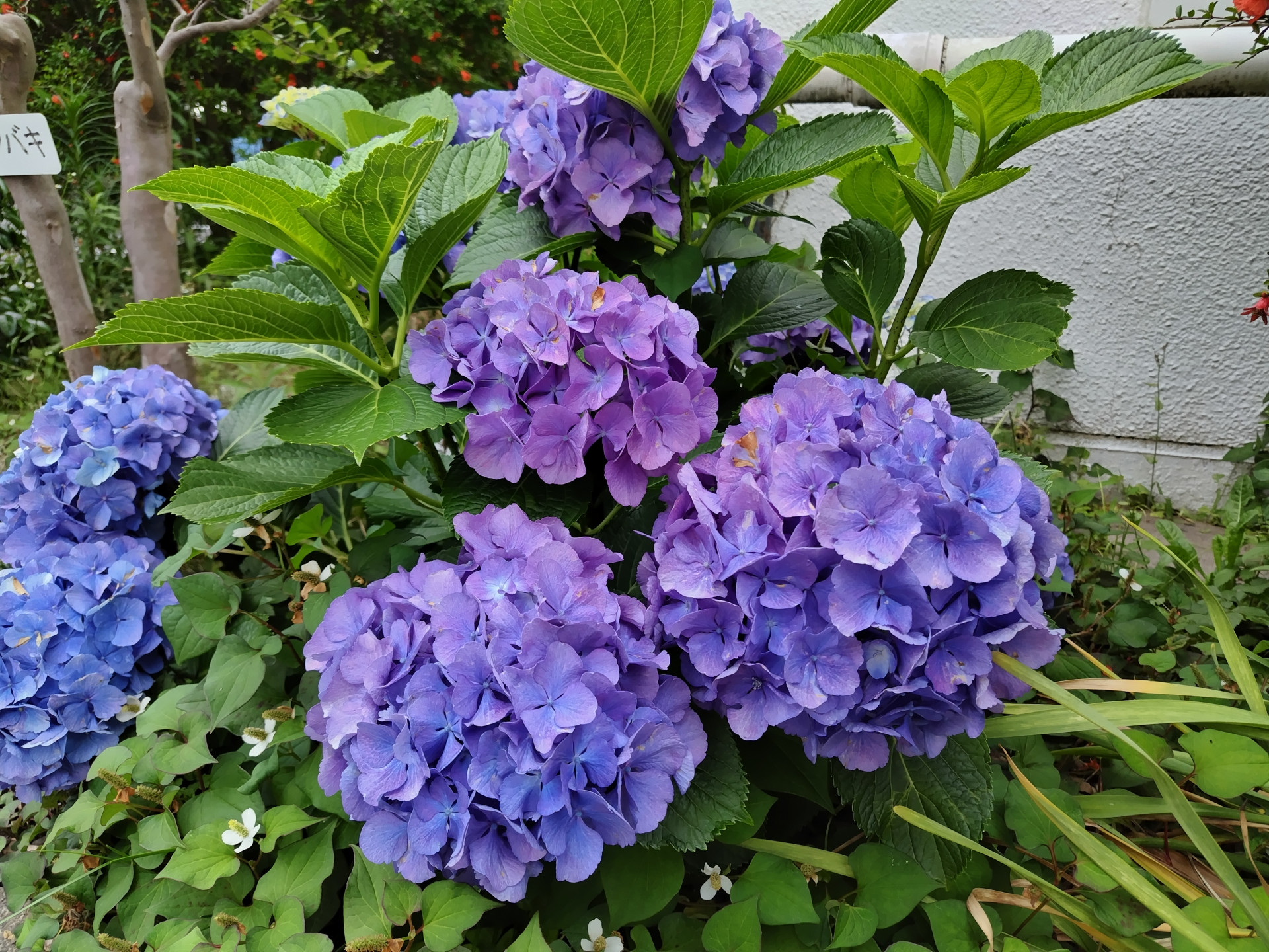 240610165943038.JPG