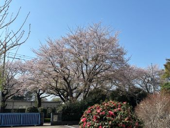 sakura