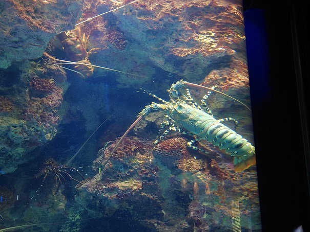 沖縄美ら海水族館４.JPG