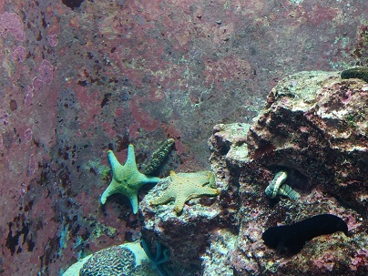 沖縄美ら海水族館５.JPG