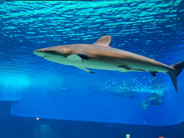 沖縄美ら海水族館８.JPG