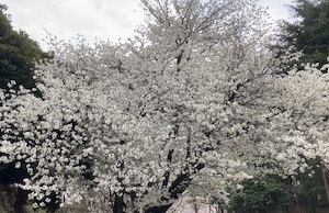 桜６