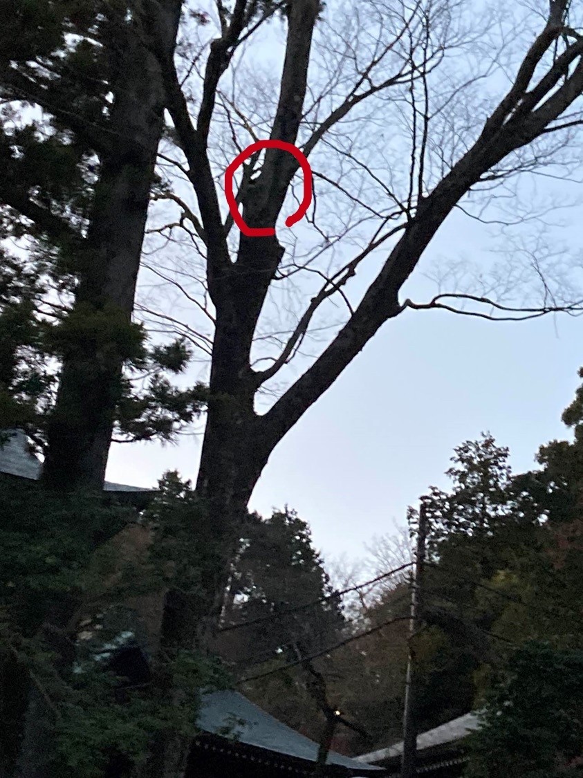 高尾山③