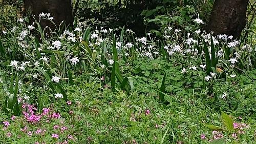 正門横の植え込みのシャガの花.jpg