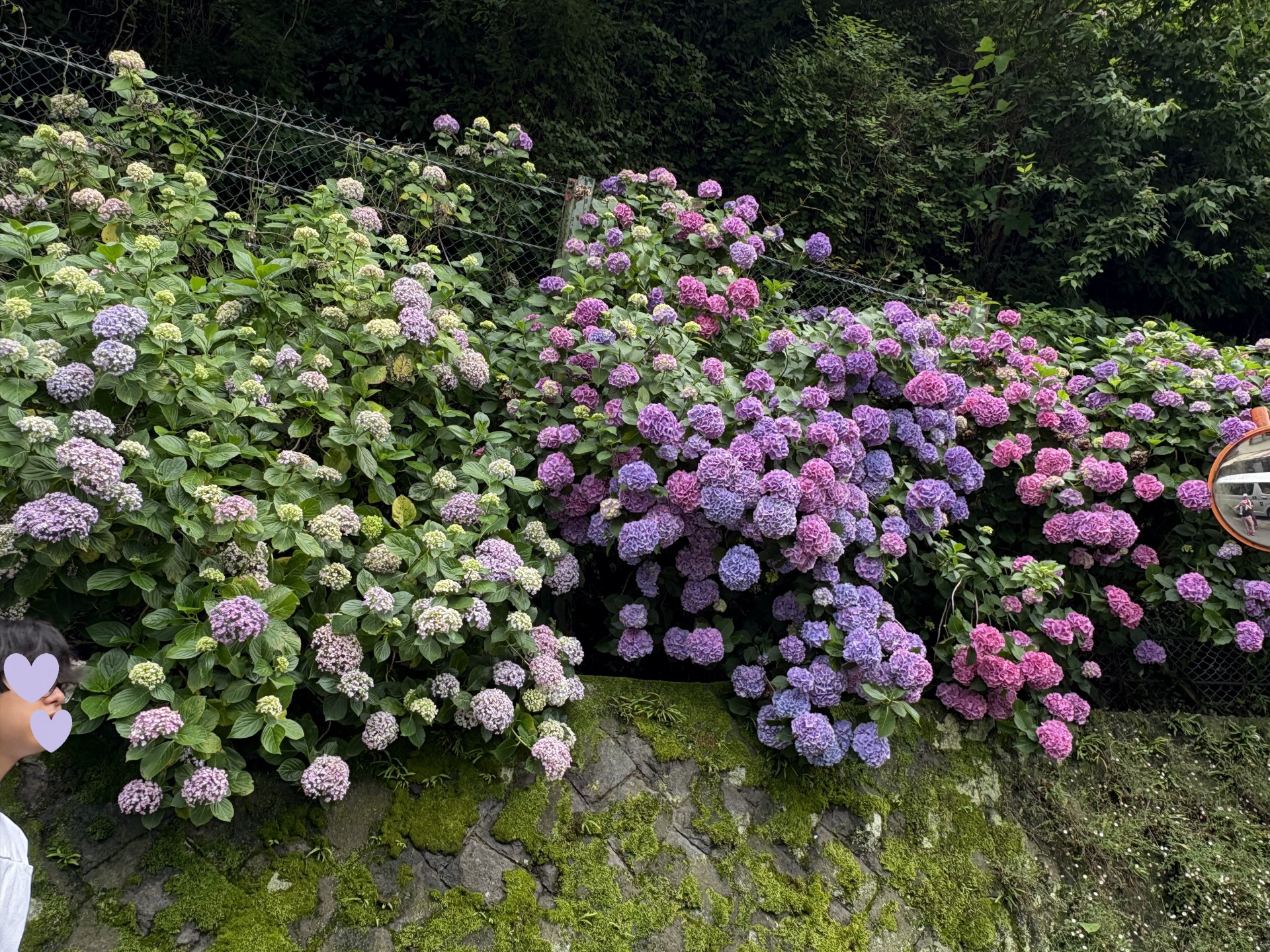 写真①紫陽花_鎌倉アルプス
