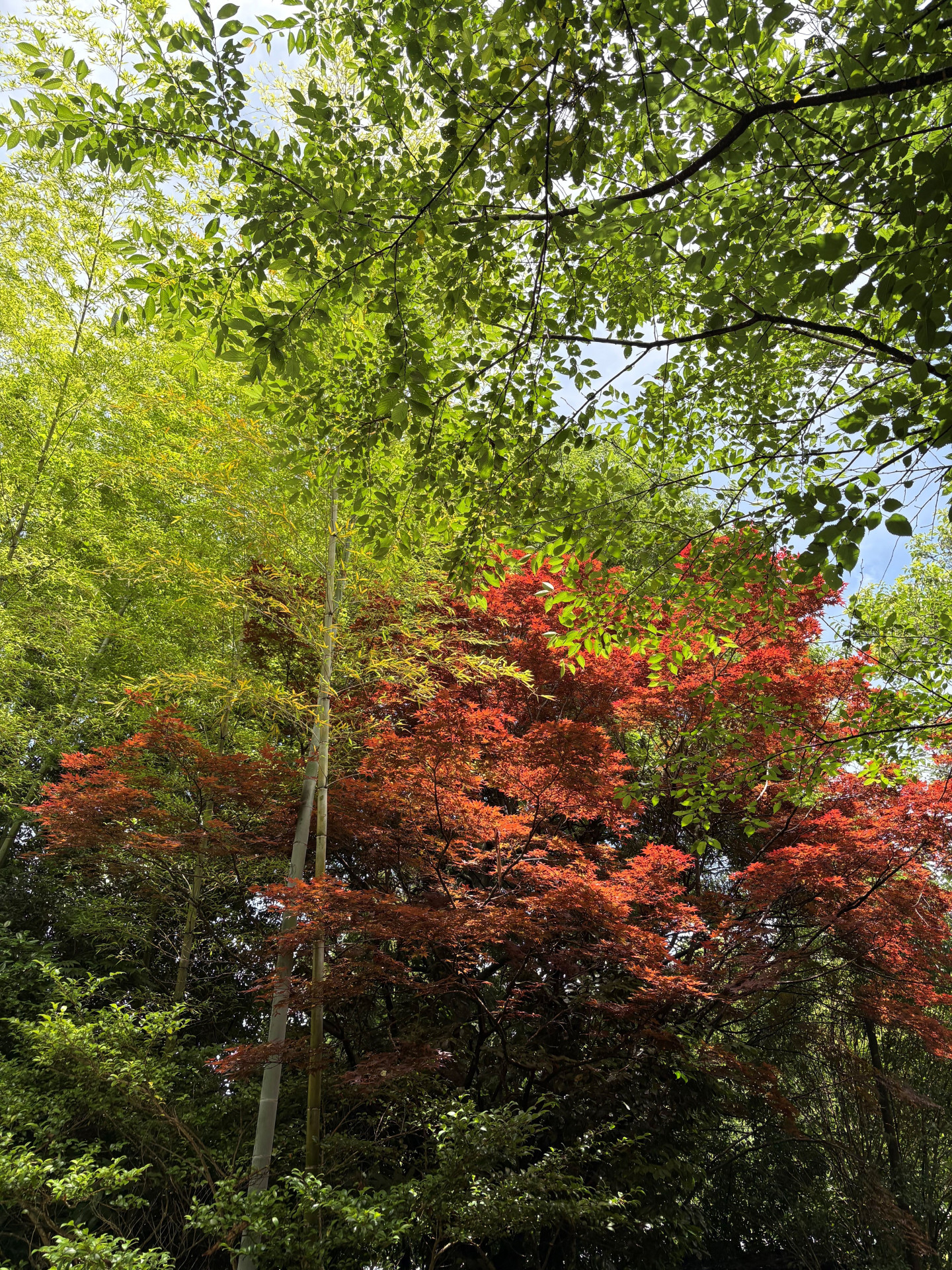 写真④景色２紅葉_鎌倉アルプス_サイズ変更