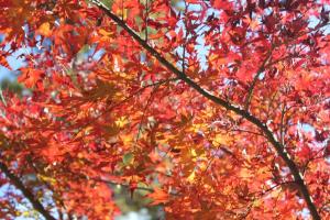IMG_6427.JPG