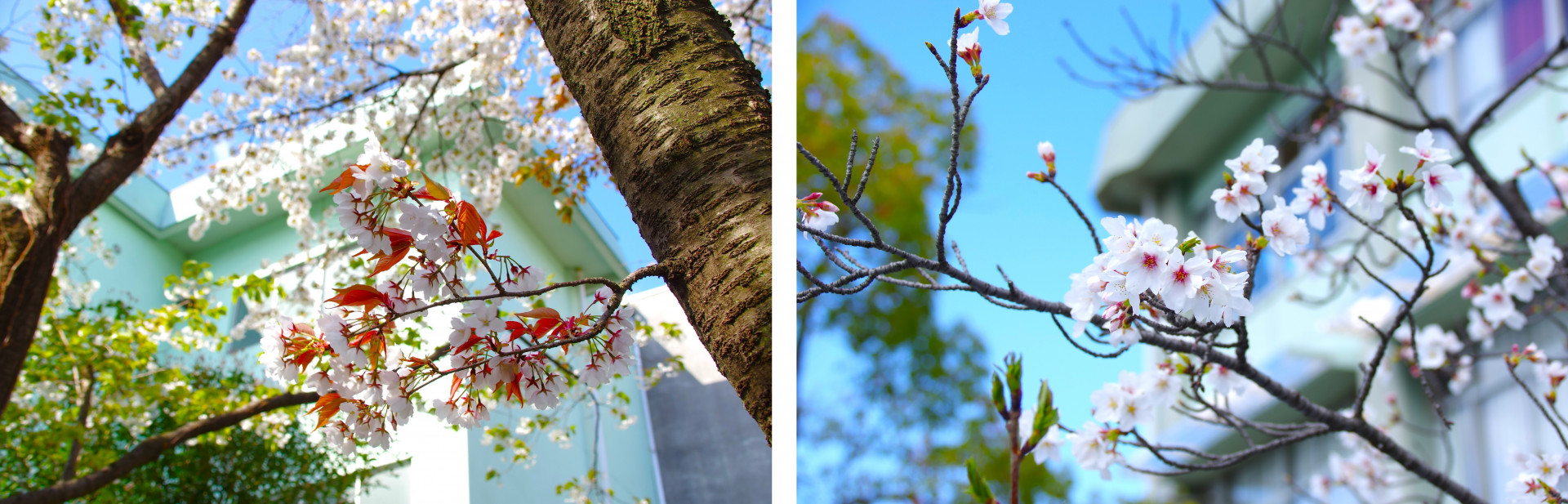 sakura