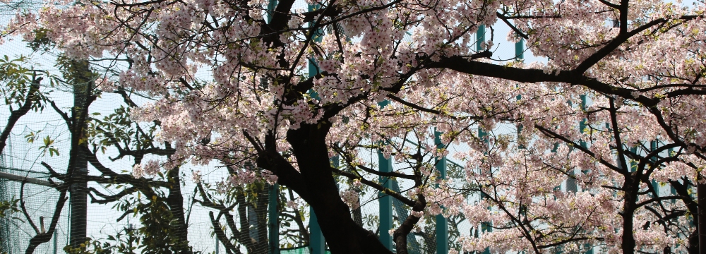 桜の写真