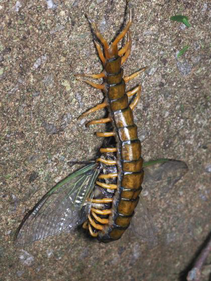 mukade