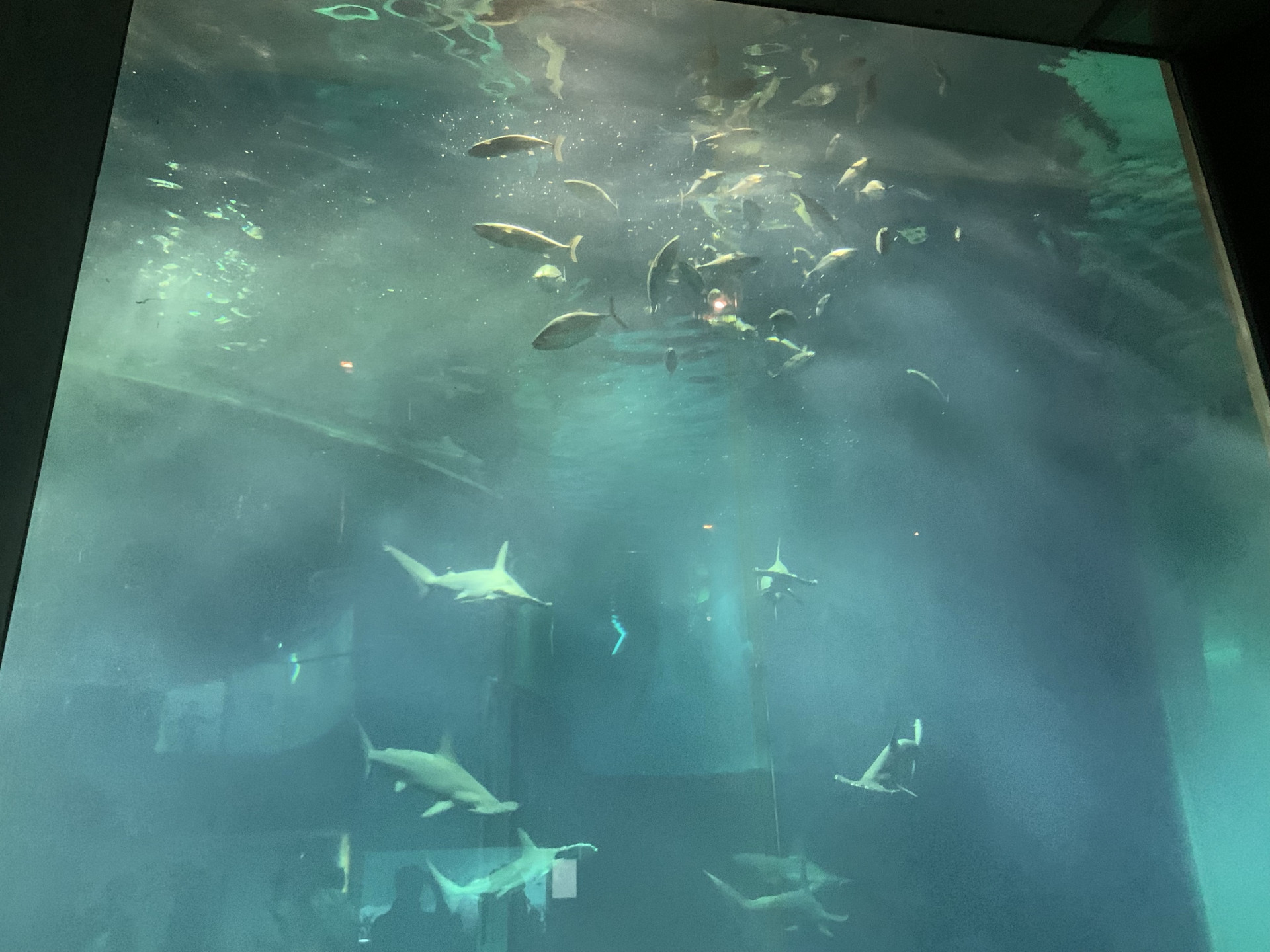 生き物_k1050811@metro.ed.jp