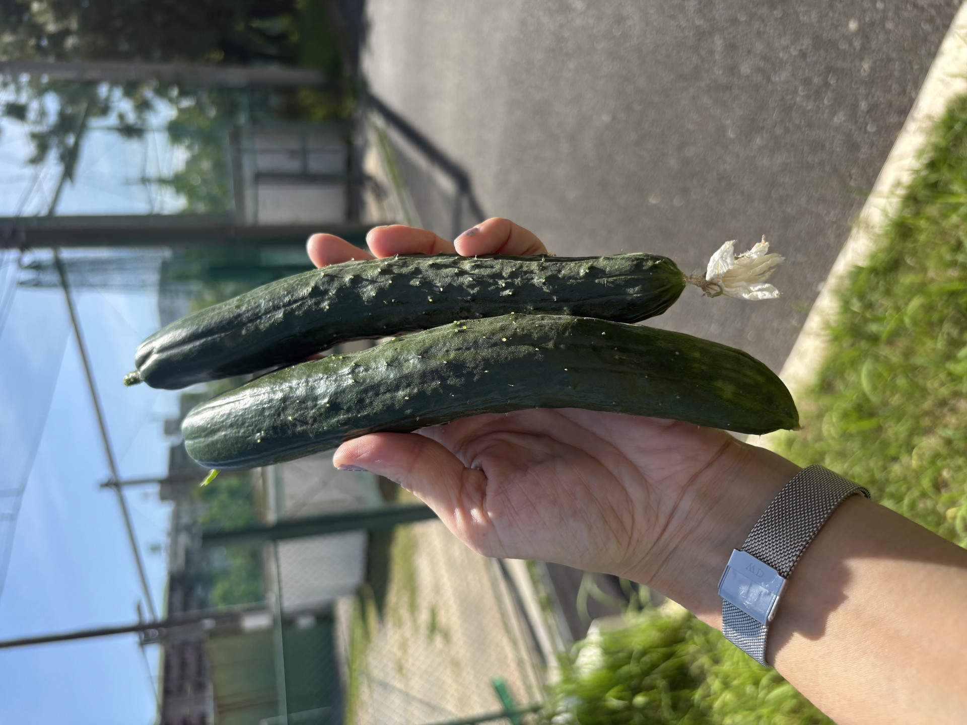 収穫２