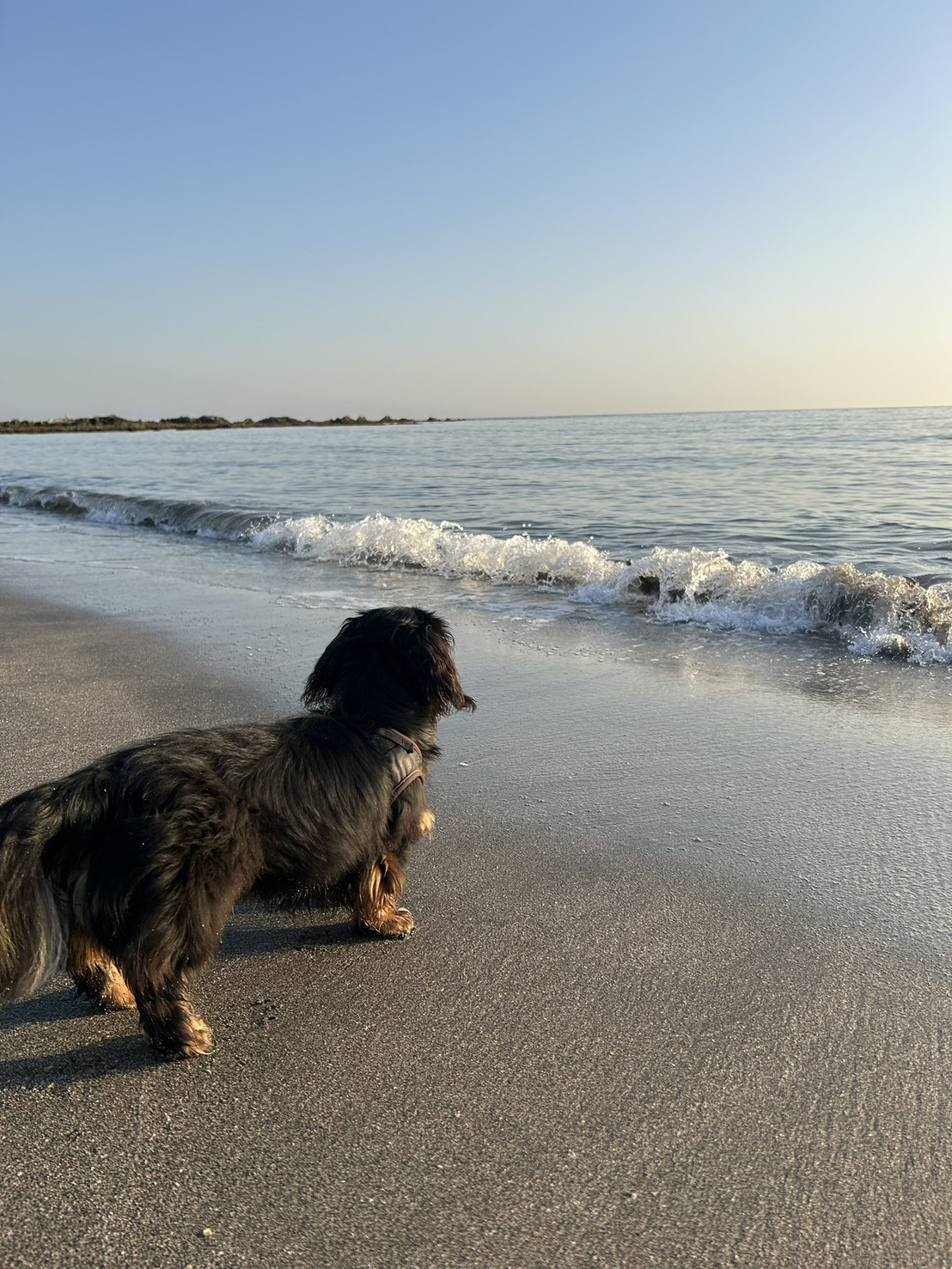 庄司秀彪「犬海（けんかい）」