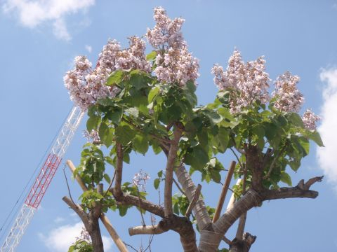 今年も元気に桐の木が花を咲かせました。