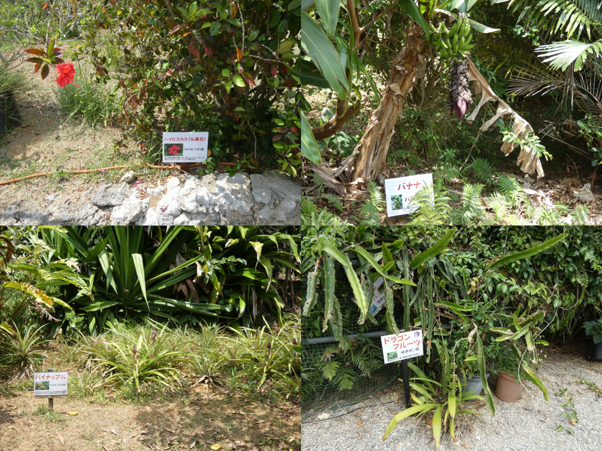 画像13沖縄の植物