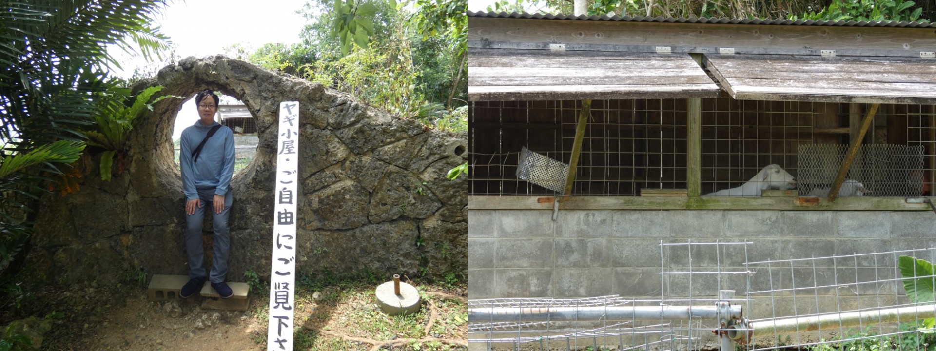 画像15ヤギ小屋で佇む青柳先生