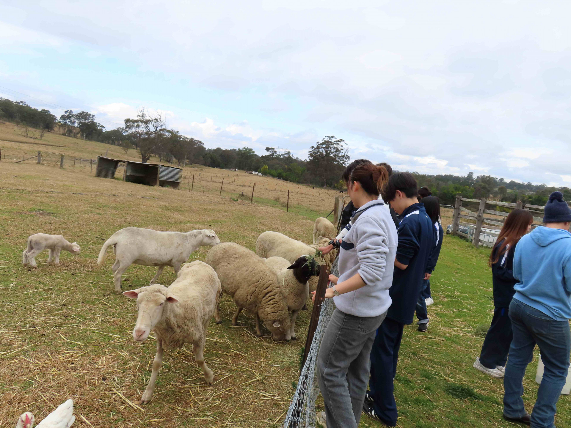 ★MowbrayParkFarm_Sheep-IMG_0375.JPG